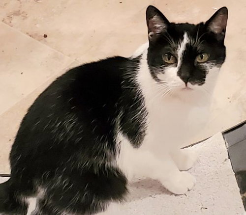 HER MAJESTY - Bombay / Turkish Van available for adoption