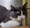 adoptable Cat in lyons, IL named Ted