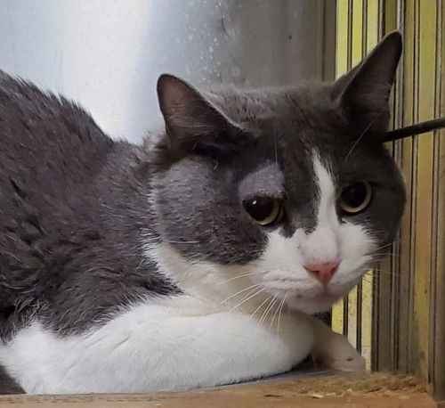 picture of the cat needing adoption