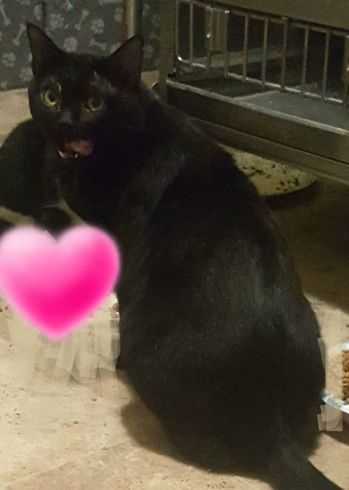 PINK PANTHER - Bombay available for adoption