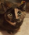 adoptable Cat in  named Delilah Bard