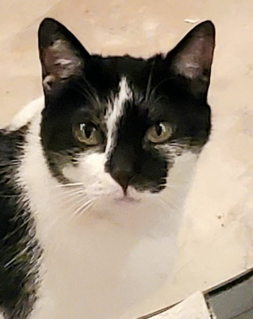 ELIZABETH HER MAJESTY - Bombay available for adoption