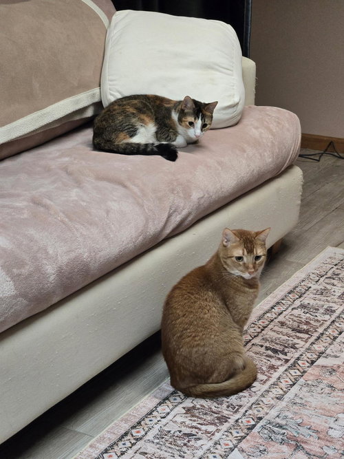 TABBERTON - Oriental Short Hair available for adoption