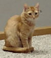 adoptable Cat in  named Tabberton