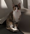 adoptable Cat in  named Lilith