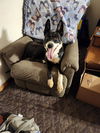 adoptable Dog in  named Emma