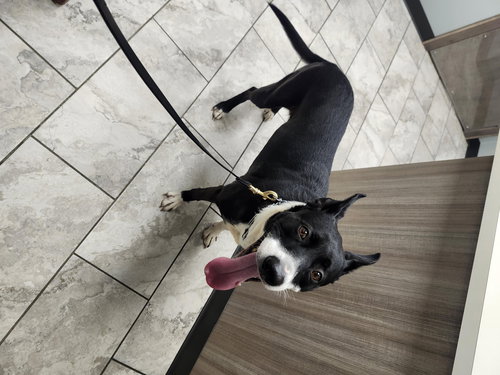 EMMA - Staffordshire Bull Terrier available for adoption