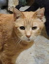 adoptable Cat in  named Jojo