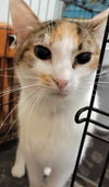 adoptable Cat in  named Irene