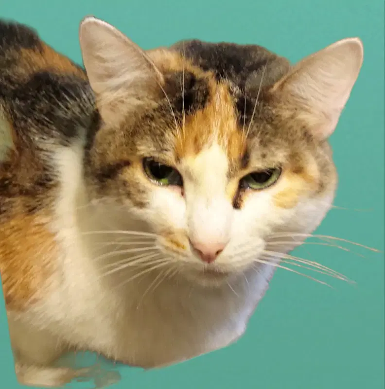Irene - Calico