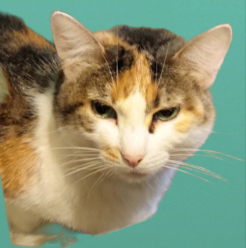 IRENE - Calico available for adoption