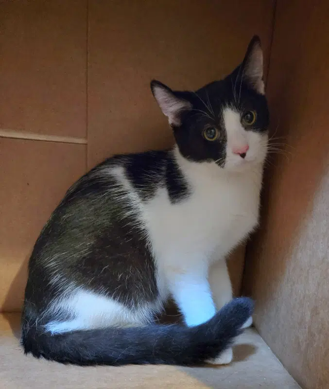 Cinder - Turkish Van