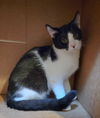 adoptable Cat in  named Cinder