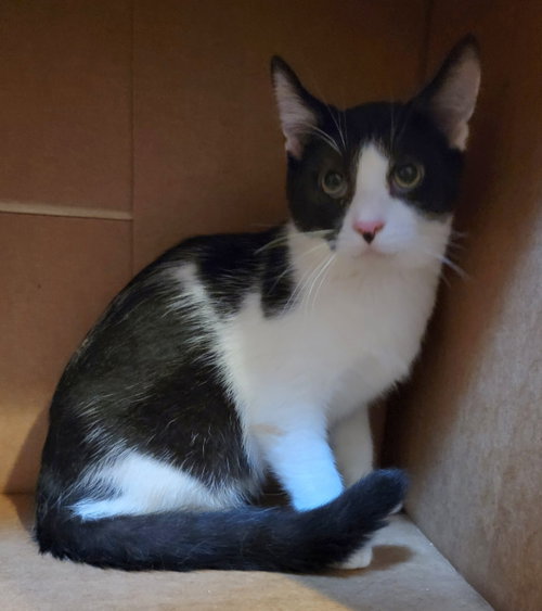 CINDER - Turkish Van available for adoption