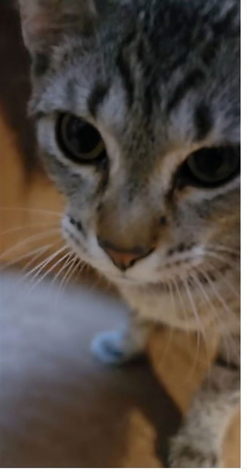 animal-image