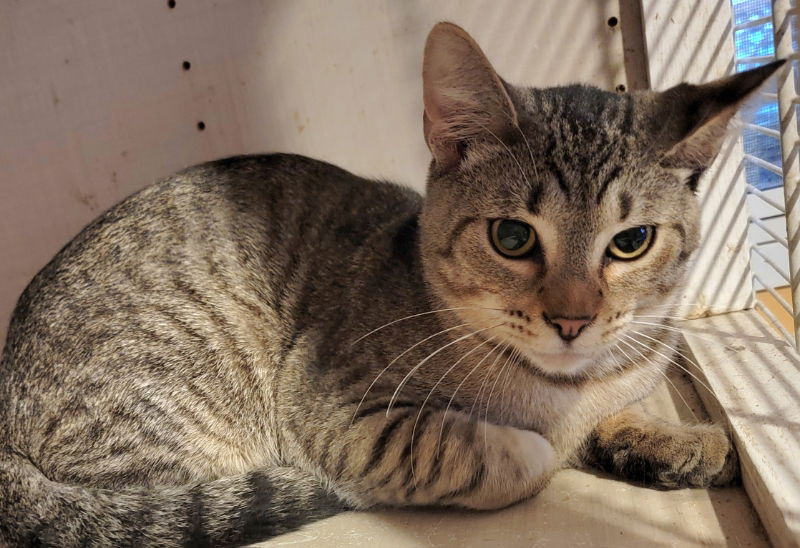 adoptable Cat in Brookfield, IL named Blaze