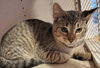 adoptable Cat in  named Blaze