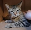 Copper - Photo 2