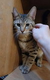Copper - Photo 4