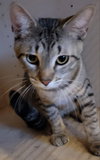 Copper - Photo 6
