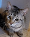 Copper - Photo 7