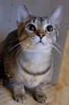 Copper - Photo 8