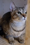 Copper - Photo 9