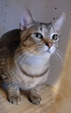 Copper - Photo 10
