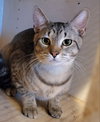 Copper - Photo 11