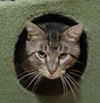 adoptable Cat in Lyons, IL named Hank