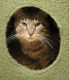 Hank - Photo 5