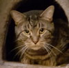 Hank - Photo 1
