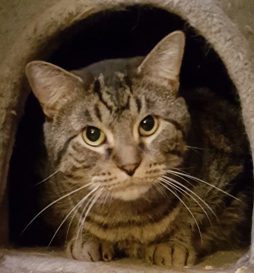 HANK - Bengal available for adoption