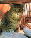 adoptable Cat in Lyons, IL named Attis