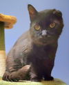 adoptable Cat in lyons, IL named Julian