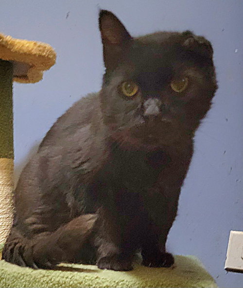 JULIAN - Bombay available for adoption