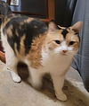 adoptable Cat in  named Barbie
