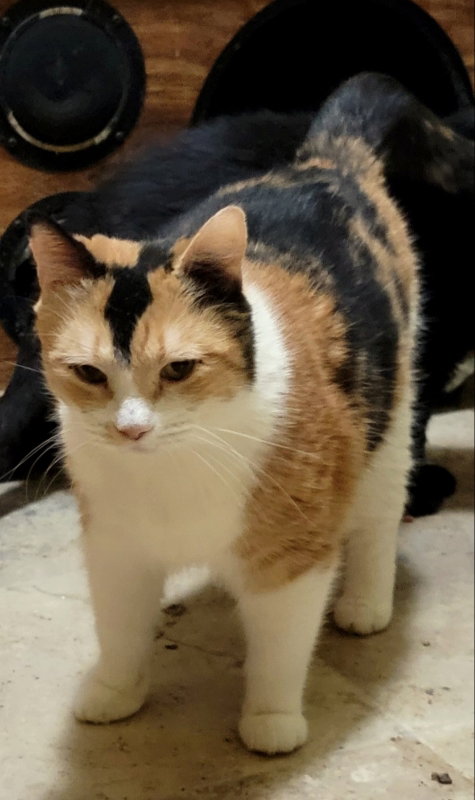 BARBIE - Calico available for adoption