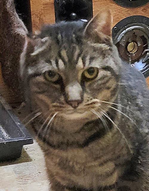 GOOFY - Abyssinian available for adoption