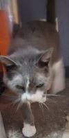 adoptable Cat in lyons, IL named Chandler