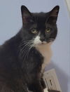 adoptable Cat in lyons, IL named Cybil