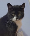 Cybil - Photo 2