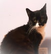 Cybil - Photo 3