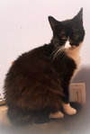 Cybil - Photo 4