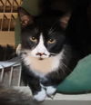 adoptable Cat in lyons, IL named Dandy