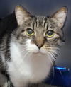 adoptable Cat in  named Brie