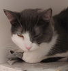 adoptable Cat in lyons, IL named Dolphina