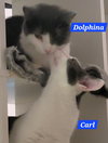 Dolphina - Photo 2
