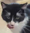 adoptable Cat in  named Galaxy