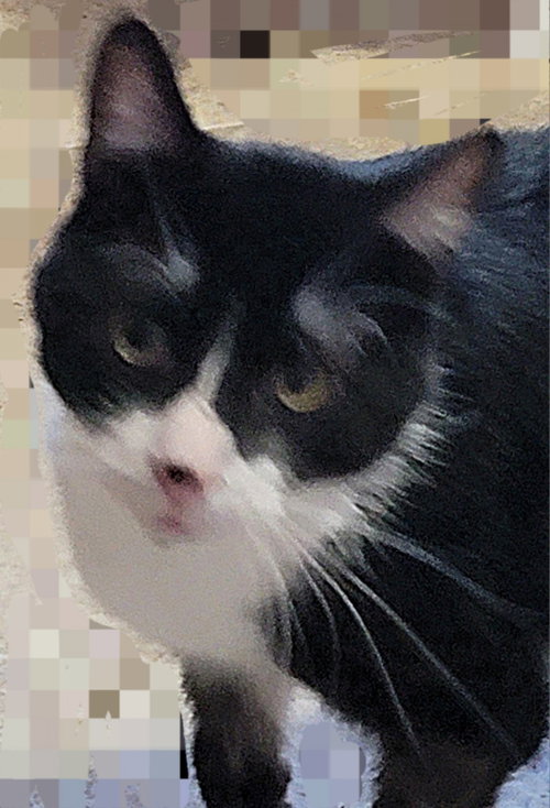 GALAXY - American Shorthair available for adoption